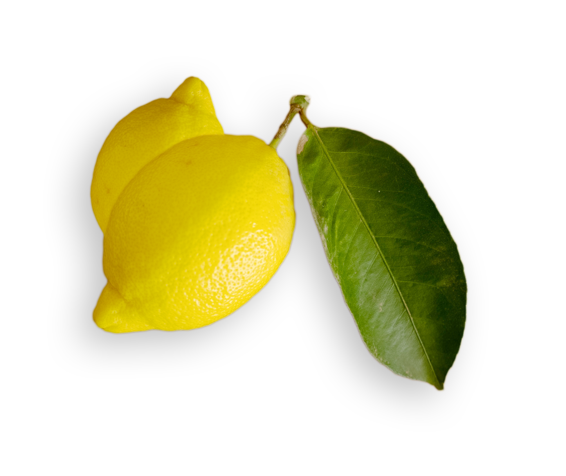 Voir nos citrons
