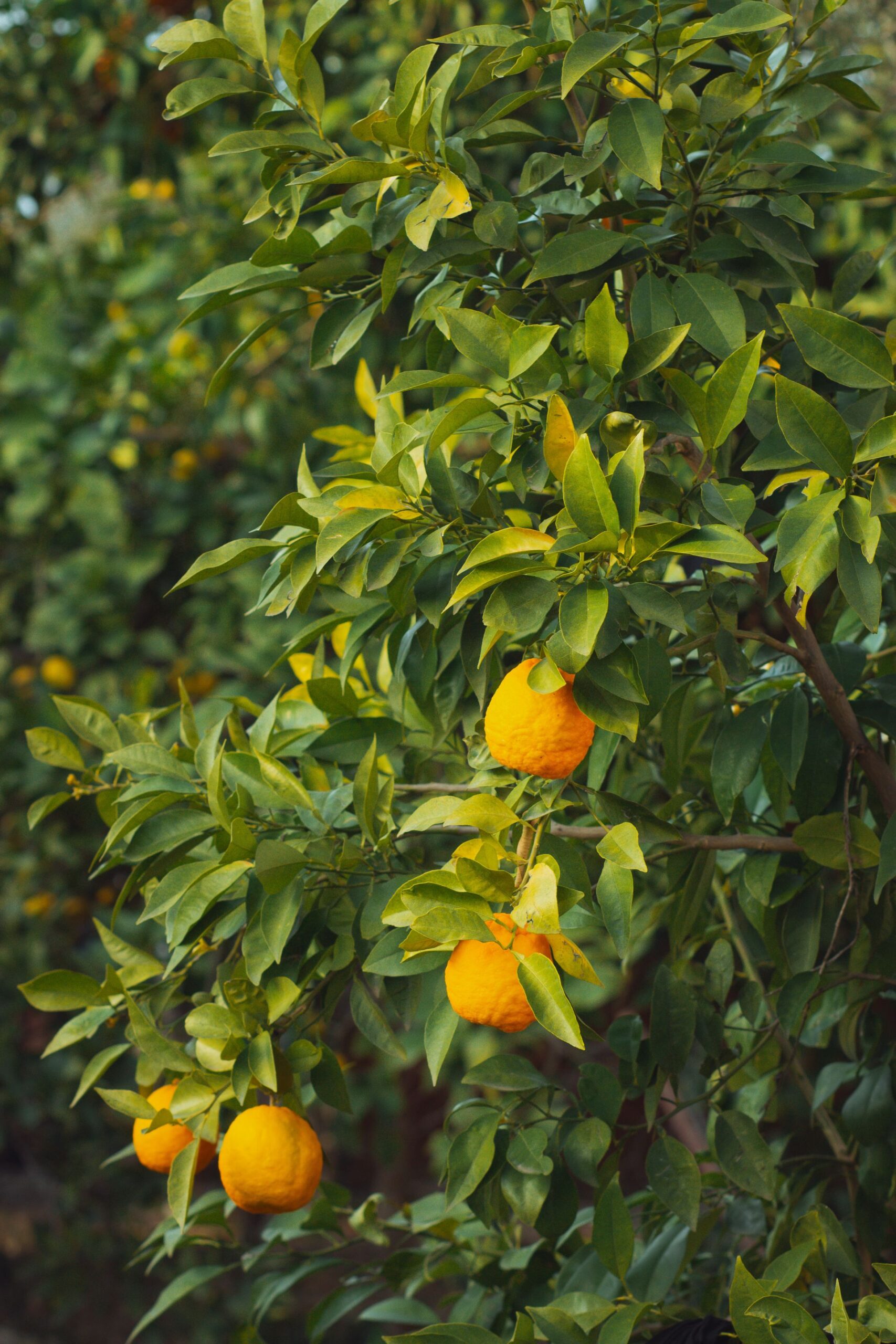 Orange Navel Fukumoto Cedrón