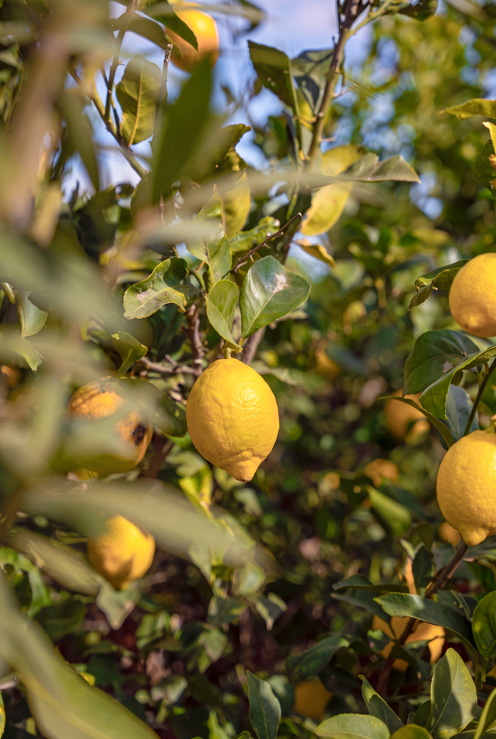 Citron Primofiori Cedrón