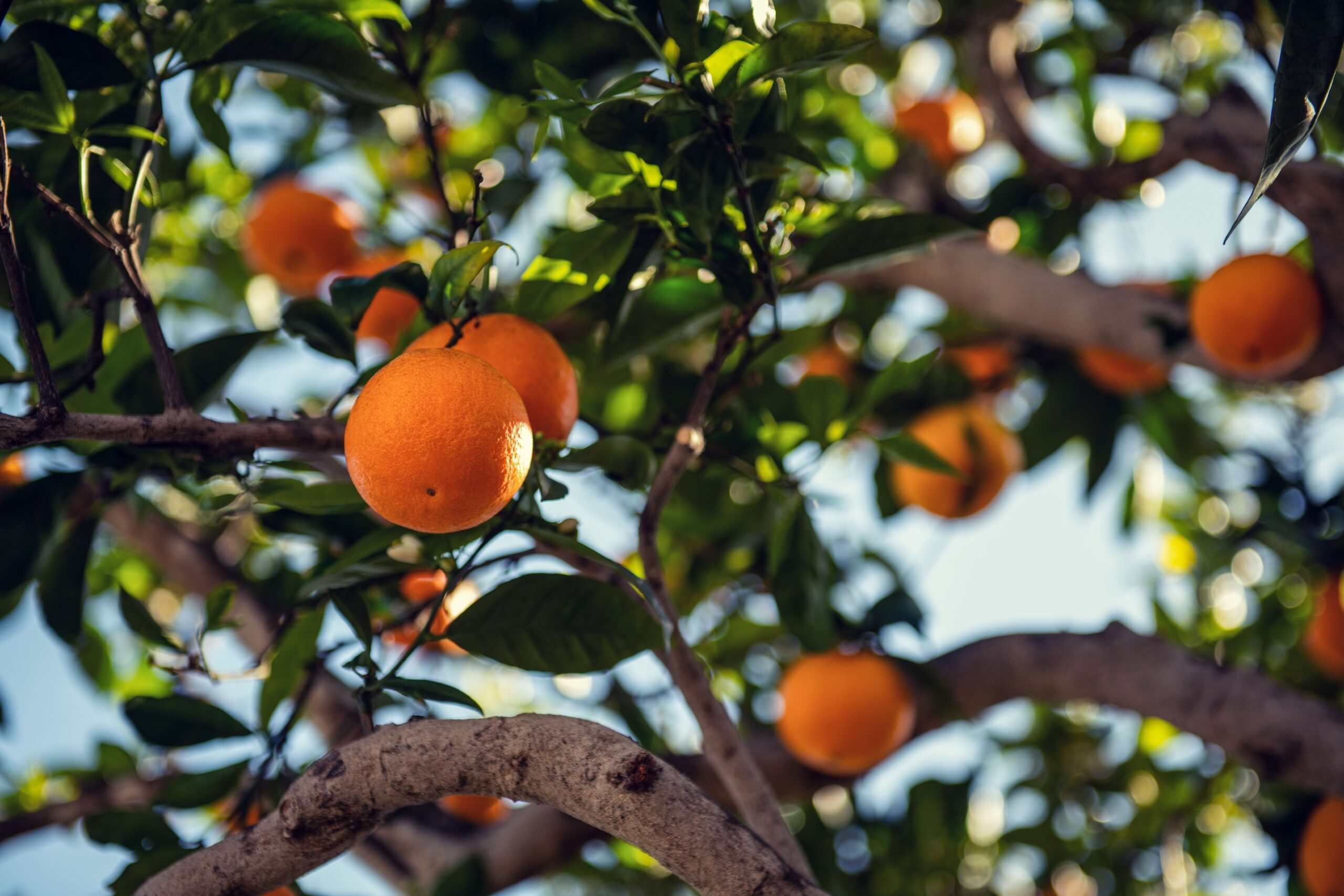Orange Navel Fukumoto Cedrón